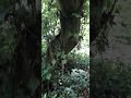 Between Ferns And Fallen Logs.