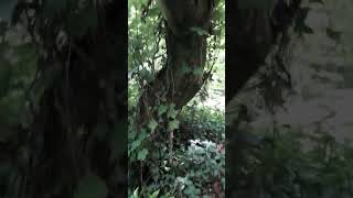 Between Ferns And Fallen Logs.