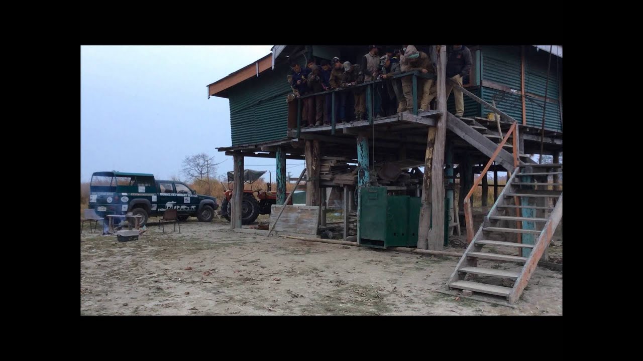 Tiger released back to the wild in India