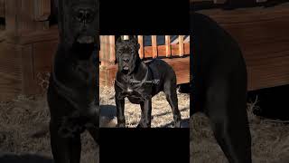 Richline Kennel Llc Produced. 3 Month Female.