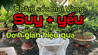 Mai Vàng Nhóc Nguyễn//học hỏi trao đổi kinh nghiệm nuôi mai vàng trên chậu và dưới đất