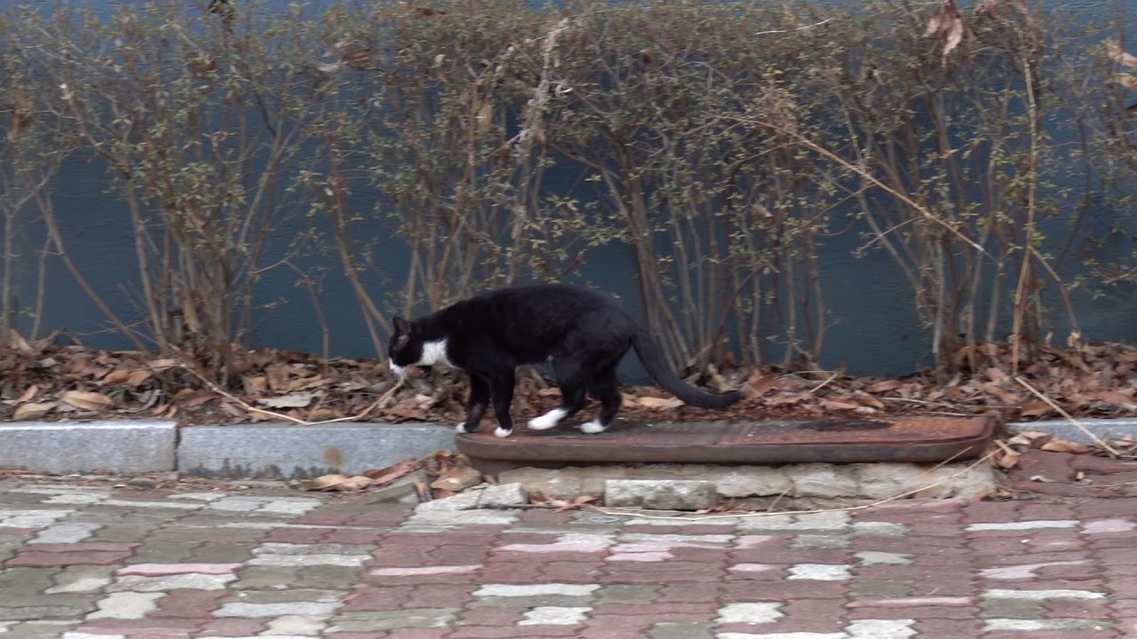 hurt cat [고양이2] YouTube