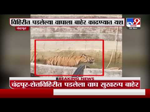 Chandrapur Tiger Update | सुटका होताच वाघोबाने धूम ठोकली... -tv9