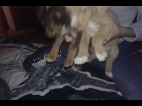 Moririta Y Patitas 