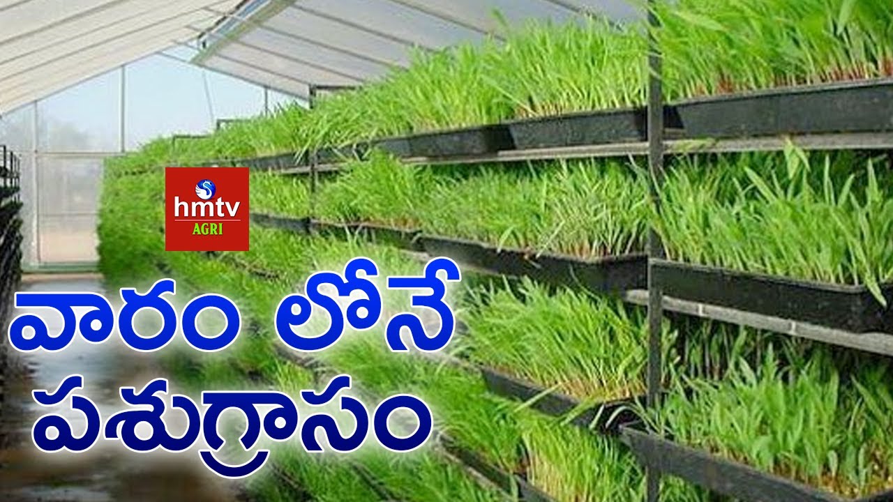 వారం లోనే పశుగ్రాసం | Hydroponic Fodder | hmtv Agri