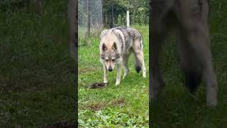 Czechoslovakian Wolfdogs Kennel In Ukraine