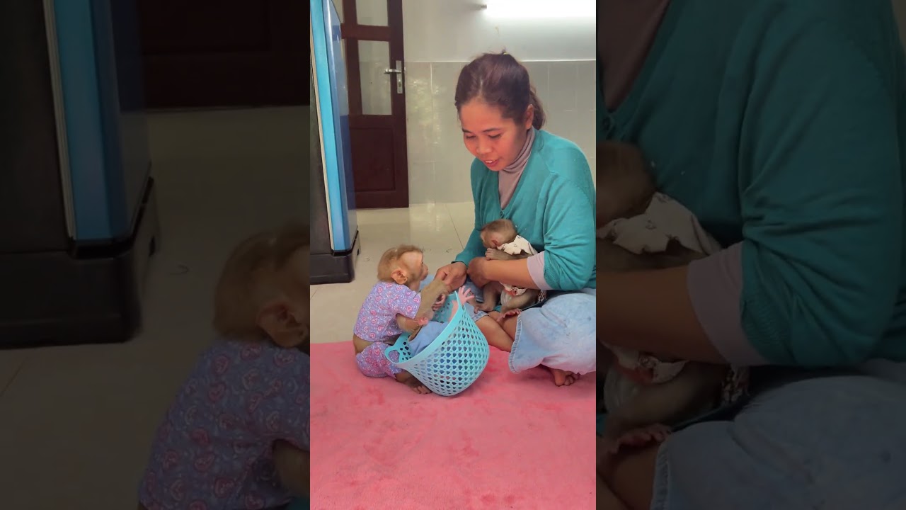 Lovely Monkey Mason it angry with Mom&Tantan