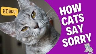 How Cats Say Sorry