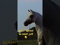 الفحل الراحل الأسطورة المصري إمبريال إمدال حفيد الأسطورة مرافق . الخيل العربي الأصيل