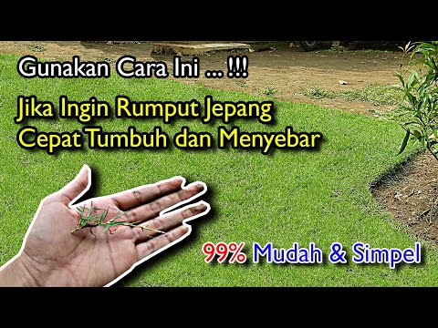 Video: Apakah rumput yang baru ditanam akan menyebar?