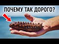 Морские огурцы очень дорогие, и вот почему