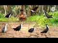 Traditional Bird Hunting Skills You Must See #ForestLifeMystery