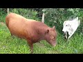 fui ver as vacas no pasto tive uma surpresa + vaca nova no sítio