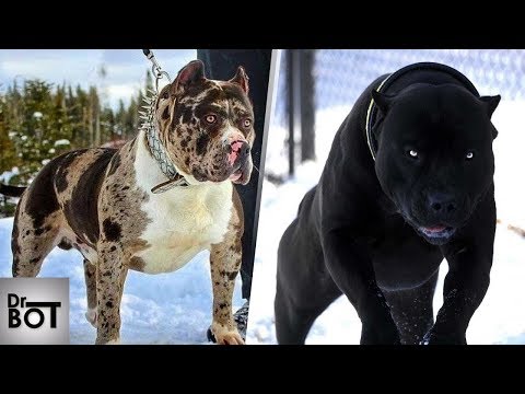 Vidéo: 5 races de chiens géants qui inquiètent ce vétérinaire