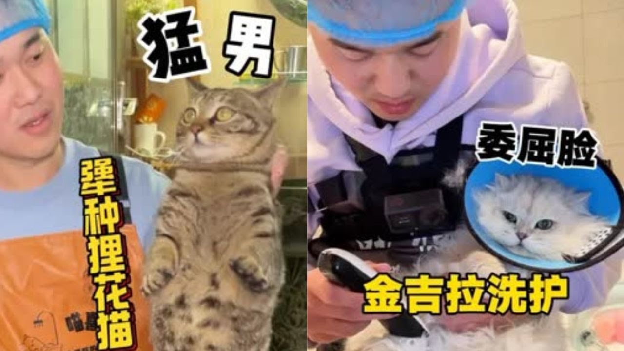 猫届当中的猛男！必定是狸花猫！ #洗澡  #宠物  #貓咪洗澡 #貓咪咬人 #惡貓 #上門洗貓 #寵物 #猫咪