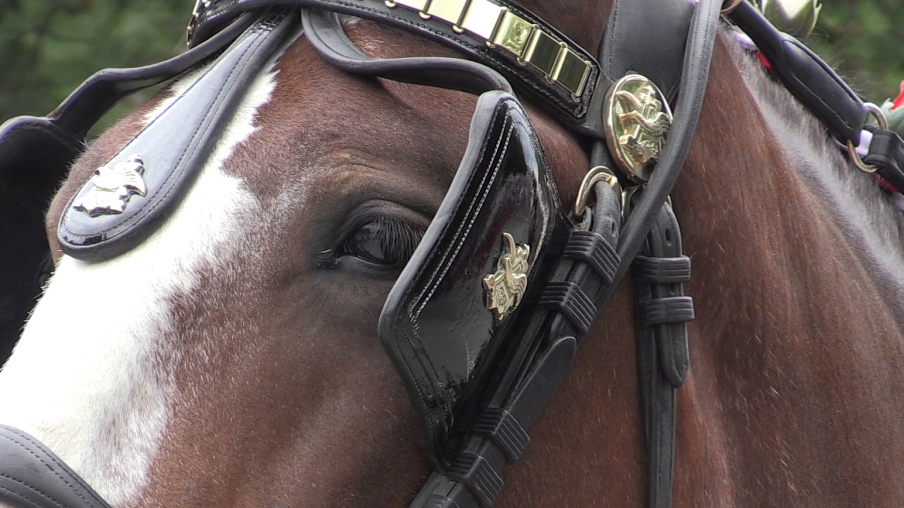 Budweiser Clydesdales Visit The Bethlehem Mounted Police Horse
