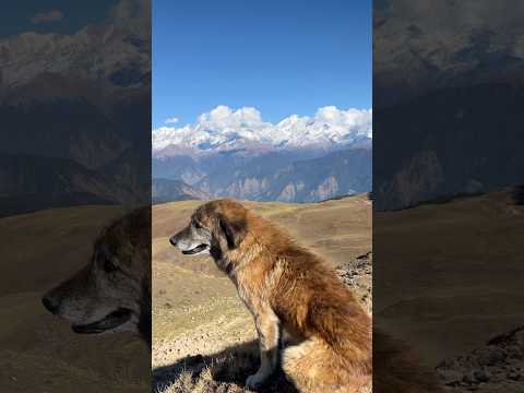 Dayara bugyal ka saathi | #travel #trending #trekking #dayra ##love #mountains #nature #yt #dog