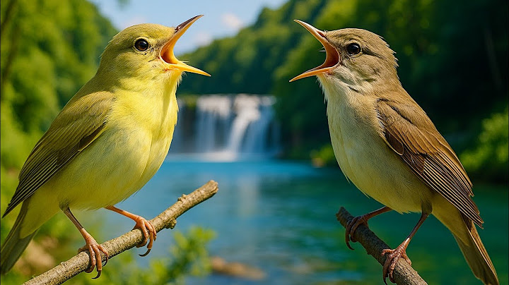 Bird Sounds for Deep Sleep & Study – No Music, Just Forest Nature