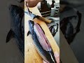 今朝釣ってきたカツオ、ざざっと１分で三枚おろし！何とか尺収まりましたww #shorts #カツオの捌き方