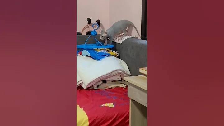 Video 6793831: cat tiger sphynx kitten, baby cat tiger sphynx, adorable sphynx kittens, tiger hunting