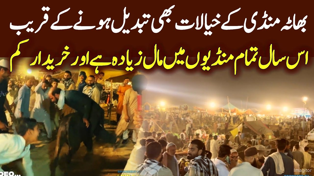 2nd Last Night Bhatta Mandi 2025 - Latest update about Qurbani 2025 - Cow Mandi 2025 - Bakra Mandi