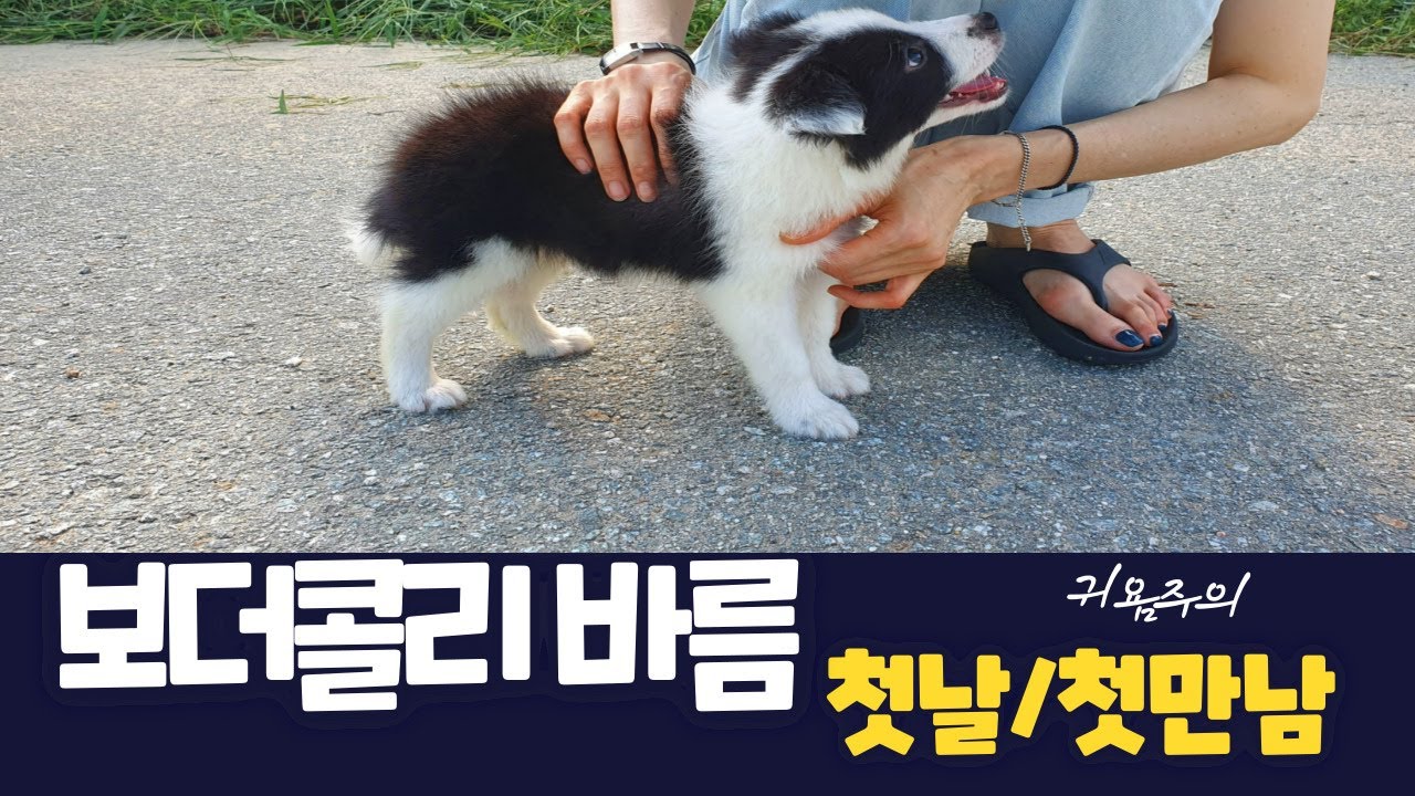 보더콜리  강아지 첫만남 / 입양 첫날 bring home our border collie puppy