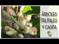 ÁRBOLES 🌳 FRUTALES+AVANCES DE LA CASITA 🏡!!