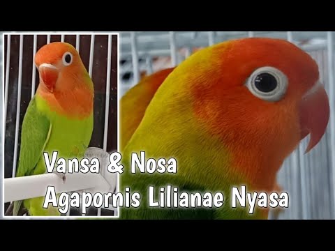Vansa & Nosa - Agapornis Lilianae Nyasa