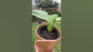 3 year growth for my Fiddle Leaf Fig cutting 🥹🌱💚