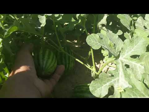 فيديو: ما هو البطيخ الحوذان: نصائح لزراعة البطيخ الحوذان - البستنة تعرف كيف
