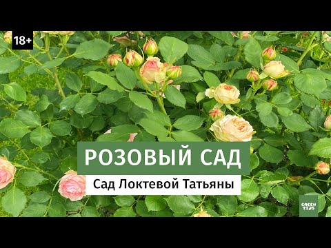 Видео: Дизайн розового сада - Садоводство с розовыми растениями