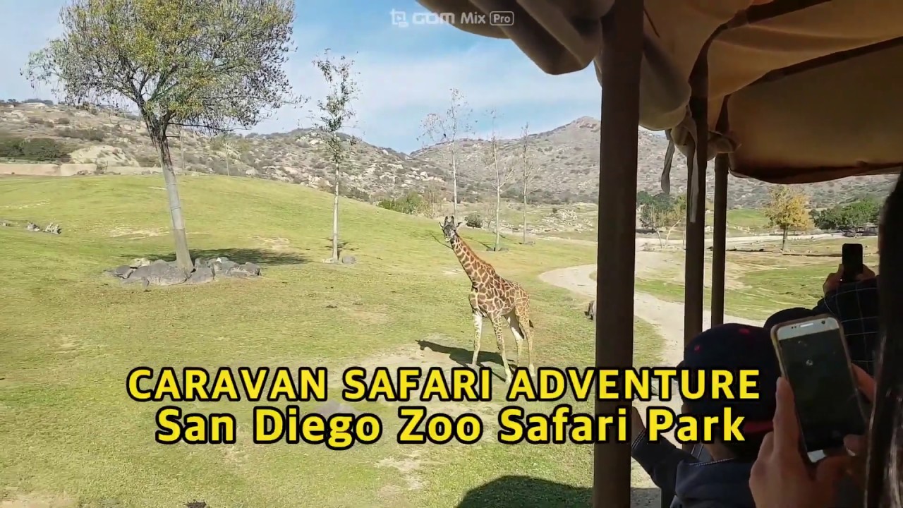 caravan safari san diego