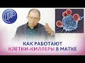 Клетки-киллеры в матке. Антигены тканевой совместимости 1 класса и их роль в сохранении беременности