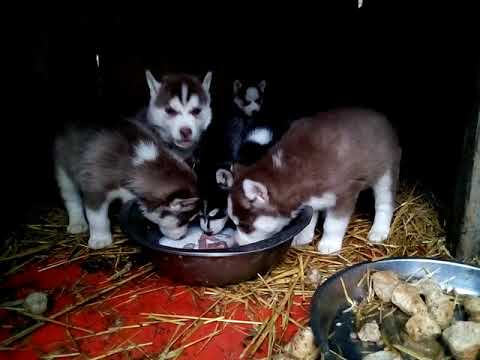 Video: Ako Si Vybrať Sibírskeho Huskyho