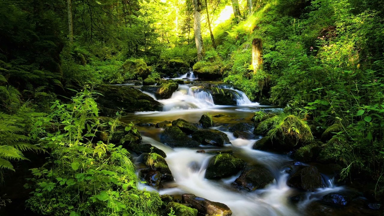 🌸ASMR🌸ESPERIENZA IMMERSIVA NEL BOSCO🌸TU PROVALA🌸