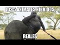 Animales Hibridos Reales
