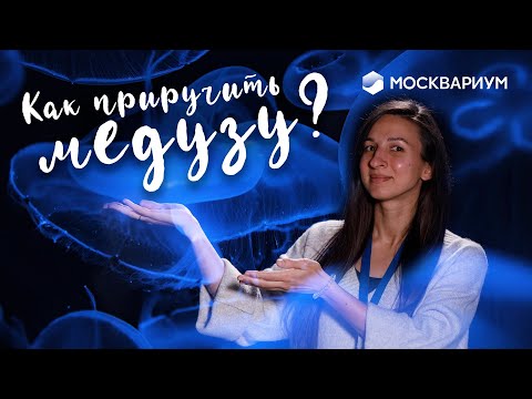 Как приручить МЕДУЗУ? / Аквариум для медуз