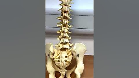 Paramedian approach to Spinal Anaesthesia- Using 3D4’s complete anatomy app to navigate the anatomy