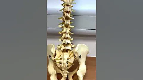 Paramedian approach to Spinal Anaesthesia- Using 3D4’s complete anatomy app to navigate the anatomy