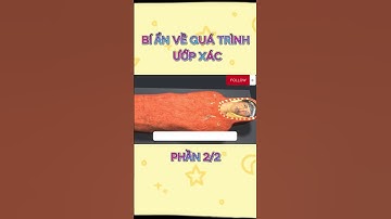 BÍ ẨN VỀ QUÁ TRÌNH ƯỚP XÁC PHẦN 1 #kienthuc #shorts #short #aicapabilities