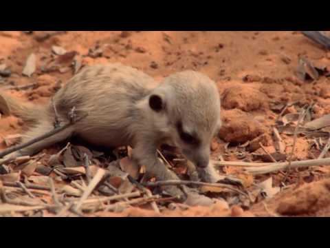 Video: Jak se jmenuje mládě surikaty?