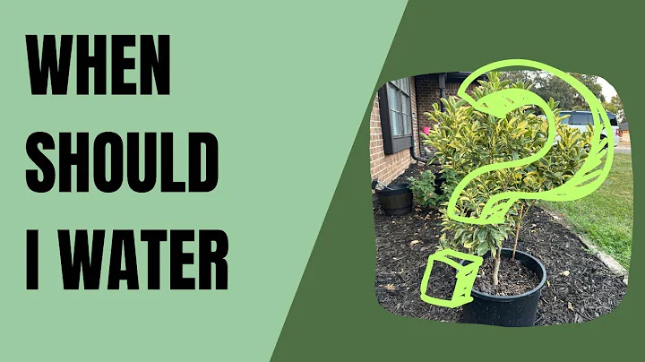 The Best Time to Water Citrus in Containers Revealed!