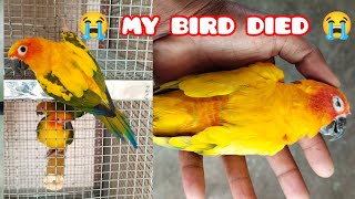 My Bird Died For My Mistake 😭