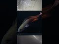 深海生物の楽園にっている漁港でガサガサしてみると？#深海魚