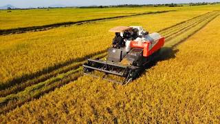 Good Action Rice Cropping Machine Working Skills Cambodia Rice Harvester Safety Operator Skills