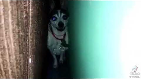 Hola Juan Carlos chupapijas👹😈