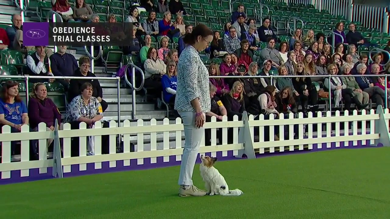 Shop obedience 2019 Clearance