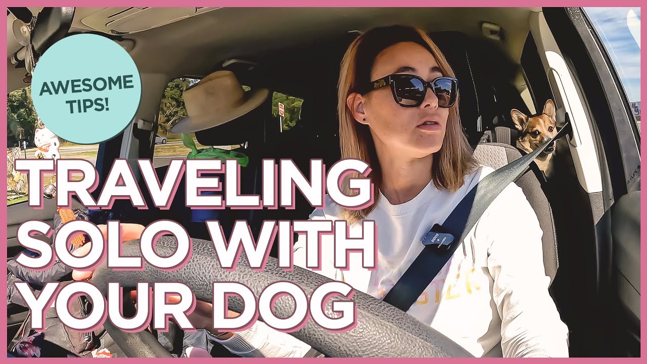 How Do You Travel Cross Country With A Dog