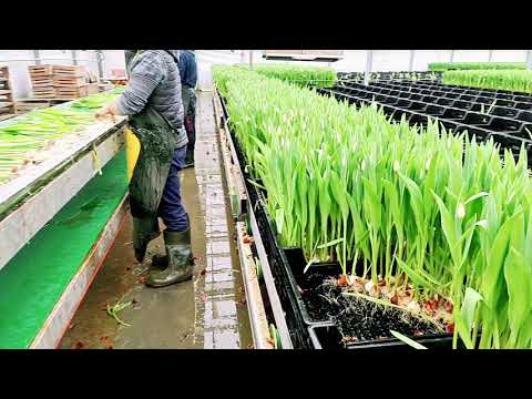ปลูกทิวลิปขายในฮอลแลนด์ | Tulips Farm in Netherlands | 13 - 03 - 2021