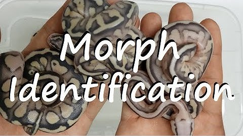 Ball Pythons: Clutch 2 Clean Up